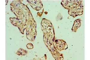 Immunohistochemistry of paraffin-embedded human placenta tissue using ABIN7165122 at dilution of 1:100