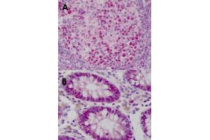 Immunohistochemical staining (Formalin-fixed paraffin-embedded sections) of human tonsil (A) and human colon (B) with WDHD1 monoclonal antibody, clone 20G10  at 15 ug/mL working concentration. (WDHD1 anticorps  (C-Term))