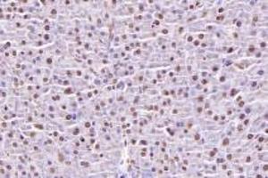 Immunohistochemistry analysis of paraffin-embedded mouse pancreas using,NUBP2 (ABIN7074922) at dilution of 1: 600 (NUBP2 anticorps)