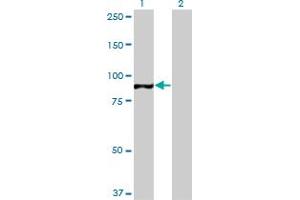 Western Blot analysis of TAF1C expression in transfected 293T cell line by TAF1C monoclonal antibody (M02), clone 3E6. (TAF1C anticorps  (AA 761-869))