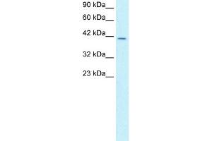 WB Suggested Anti-SMAD3 Antibody Titration:  2. (SMAD3 anticorps  (N-Term))