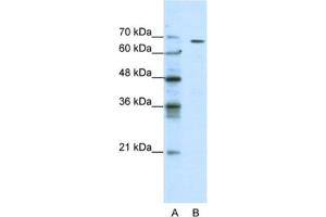Western Blotting (WB) image for anti-gamma-aminobutyric Acid (GABA) Receptor, theta (GABRQ) antibody (ABIN2461123) (GABRQ anticorps)