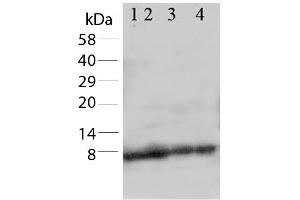 Western Blot of Rabbit Anti-Apelin antibody. (Apelin anticorps  (C-Term))