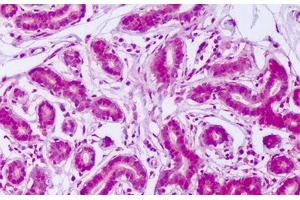 Image no. 2 for anti-V-Myb Myeloblastosis Viral Oncogene Homolog (Avian)-Like 2 (MYBL2) (N-Term) antibody (ABIN1494785)