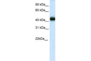 Western Blotting (WB) image for anti-NK2 Homeobox 4 (NKX2-4) antibody (ABIN2461504)