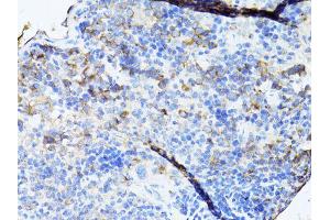 Immunohistochemistry of paraffin-embedded mouse spleen using TEFM antibody (ABIN5974873) at dilution of 1/100 (40x lens). (TEFM anticorps)