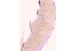 IHC analysis of TNFRSF11B using anti-TNFRSF11B antibody (ABIN7600875).