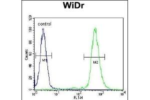 RPS6 Antibody (Ser240/244) (ABIN654233 and ABIN2844066) flow cytometric analysis of WiDr cells (right histogram) compared to a negative control cell (left histogram). (RPS6 anticorps  (Ser240, Ser244))