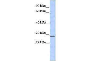 Western Blotting (WB) image for anti-Mediator Complex Subunit 6 (MED6) antibody (ABIN2458077) (MED6 anticorps)