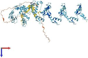 AlphaFold protein structure predicition of Human Recombinant ZNF585A Protein, UniprotID Q6P3V2