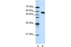 WB Suggested Anti-NONO Antibody Titration:  1. (NONO anticorps  (N-Term))