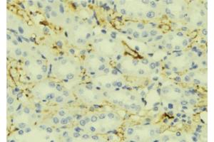 ABIN6276870 at 1/100 staining Mouse liver tissue by IHC-P.