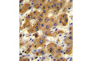 Immunohistochemistry (IHC) image for anti-Cytochrome P450, Family 8, Subfamily B, Polypeptide 1 (CYP8B1) antibody (ABIN3003911)