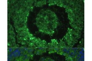 Immunofluorescence analysis of Mouse testis cells using DEFB121 Polyclonal Antibody at dilution of 1:100.
