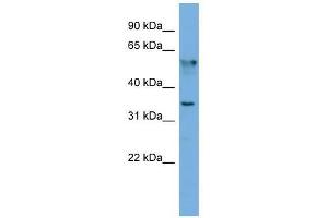 FNDC8 antibody used at 0. (FNDC8 anticorps  (N-Term))