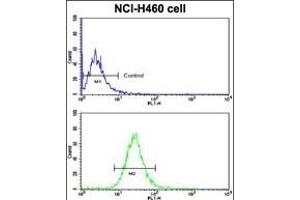 Flow cytometric analysis of NCI- cells using BACE1C Antibody (Center) (bottom histogram) compared to a negative control cell (top histogram). (BACE1C (AA 125-154) anticorps)