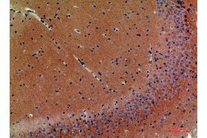 Immunohistochemical analysis of paraffin-embedded mouse-brain, antibody was diluted at 1:200