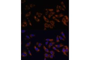 Immunofluorescence analysis of U-2 OS cells using RPL36AL Polyclonal Antibody (ABIN7270007) at dilution of 1:100 (40x lens). (RPL36AL anticorps  (AA 1-106))