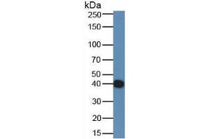 Rabbit Capture antibody from the kit in WB with Positive Control: Sample Mouse Serum.