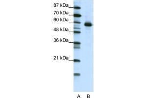 Western Blotting (WB) image for anti-Nuclear Factor, Interleukin 3 Regulated (NFIL3) antibody (ABIN2461756) (NFIL3 anticorps)