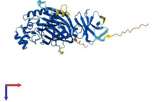 AlphaFold protein structure predicition of Human Recombinant INPP5K Protein, UniprotID Q9BT40
