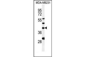 Western blot analysis of DPAGT1 Antibody in MDA-MB231 cell line lysates (35ug/lane).