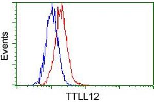Image no. 2 for anti-Tubulin tyrosine Ligase-Like Family, Member 12 (TTLL12) antibody (ABIN1499033) (TTLL12 anticorps)