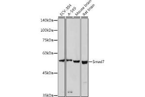 Western blot analysis of extracts of various cell lines, using Smad7 antibody (ABIN6133913, ABIN6148093, ABIN6148095 and ABIN6215945) at 1:1000 dilution. (SMAD7 anticorps  (AA 1-100))