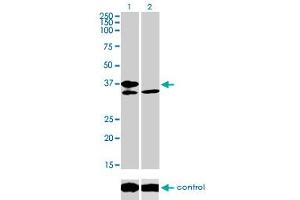 Western Blotting (WB) image for anti-Transcription Factor 19 (TCF19) (AA 17-103) antibody (ABIN598965) (TCF19 anticorps  (AA 17-103))