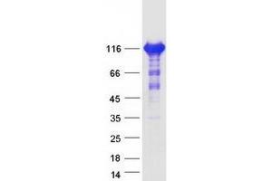 Validation with Western Blot (AFAP1L2 Protein (Transcript Variant 1) (Myc-DYKDDDDK Tag))