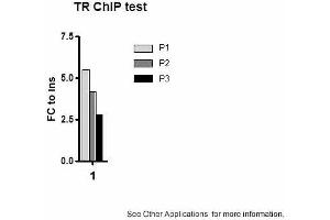 Image no. 1 for anti-Thyroid Hormone Receptor, beta (THRB) (N-Term) antibody (ABIN2779905)