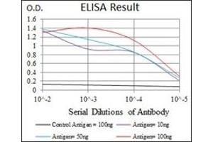 anti-RAP1A, Member of RAS Oncogene Family (RAP1A) antibody