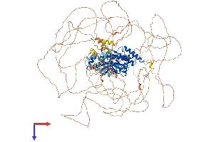 AlphaFold protein structure predicition of Human Recombinant SSH2 Protein, UniprotID Q76I76