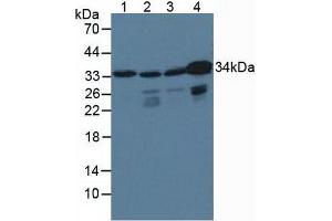 Western blot analysis of (1) Porcine Brain Tissue, (2) Human HepG2 Cells, (3) Human HeLa cells and (4) Human K562 Cells. (CrkL anticorps  (AA 1-303))