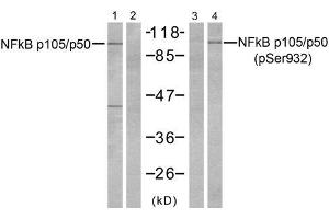 Western blot analysis of extracts from HeLa cells, untreated or treated with TNFα (20ng/ml 5min) and Calyculin A (50nM 15min), using NFκB p105/p50 (Ab-932) antibody (E021243, Line 1 and 2) and NFκB p105/p50 (phospho-Ser932) antibody (E011251, Line 3 and 4) TNFα+Calyculin A - - - + (NFKB1 anticorps  (pSer932))
