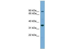 WB Suggested Anti-NDNL2 Antibody Titration: 0. (Necdin-Like 2 anticorps  (Middle Region))