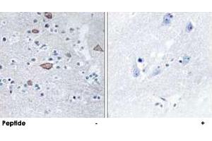 Immunohistochemistry analysis of paraffin-embedded human brain tissue using CEND1 polyclonal antibody . (CEND1 anticorps  (N-Term))