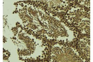 ABIN6273579 at 1/100 staining Mouse testis tissue by IHC-P.