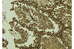 ABIN6273579 at 1/100 staining Mouse testis tissue by IHC-P. (ALKBH3 anticorps  (Internal Region))