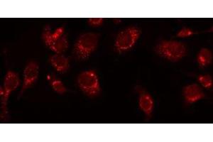 ABIN6277515 staining HeLa by IF/ICC. (KLKB1 anticorps  (Internal Region))