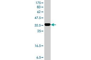 Western Blot detection against Immunogen (35.
