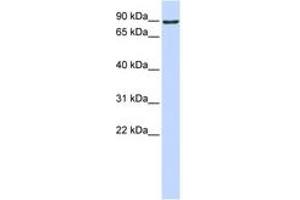 Image no. 1 for anti-ATM Interactor (ATMIN) (AA 576-625) antibody (ABIN6742283) (ATM Interactor anticorps  (AA 576-625))
