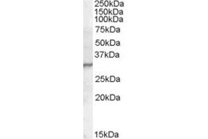 Western Blotting (WB) image for anti-Peptidoglycan Recognition Protein 1 (PGLYRP1) (C-Term) antibody (ABIN2466730) (PGLYRP1 anticorps  (C-Term))