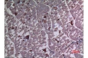 Immunohistochemistry (IHC) analysis of paraffin-embedded Rat Muscle, antibody was diluted at 1:100. (UBE4A anticorps  (N-Term))