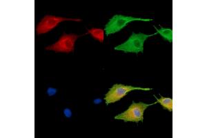 ABIN7096023 and ABIN7100085 staining  cells by IF/ICC. (MAPK1IP1L anticorps)