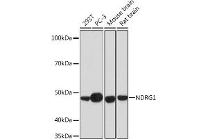 Western blot analysis of extracts of various cell lines, using NDRG1 Rabbit mAb (ABIN7268783) at 1:1000 dilution. (NDRG1 anticorps)