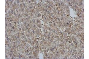 Image no. 1 for anti-BCL2/adenovirus E1B 19kDa Interacting Protein 2 (BNIP2) (AA 6-229) antibody (ABIN1496941)