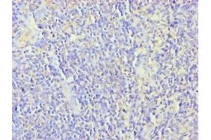 Immunohistochemistry of paraffin-embedded human tonsil tissue using ABIN7176252 at dilution of 1:100 (ZNF346 anticorps  (AA 1-294))