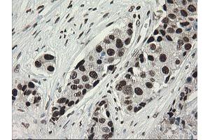 Image no. 12 for anti-Transducin-Like Enhancer of Split 1 (E(sp1) Homolog, Drosophila) (TLE1) (AA 180-460) antibody (ABIN1491049)