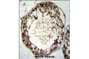 TSSK4 Antibody immunohistochemistry analysis in formalin fixed and paraffin embedded human testis tissue followed by peroxidase conjugation of the secondary antibody and DAB staining. (TSSK4 anticorps  (C-Term))